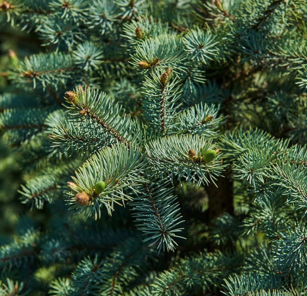 Ель колючая 'Edith', H100-125