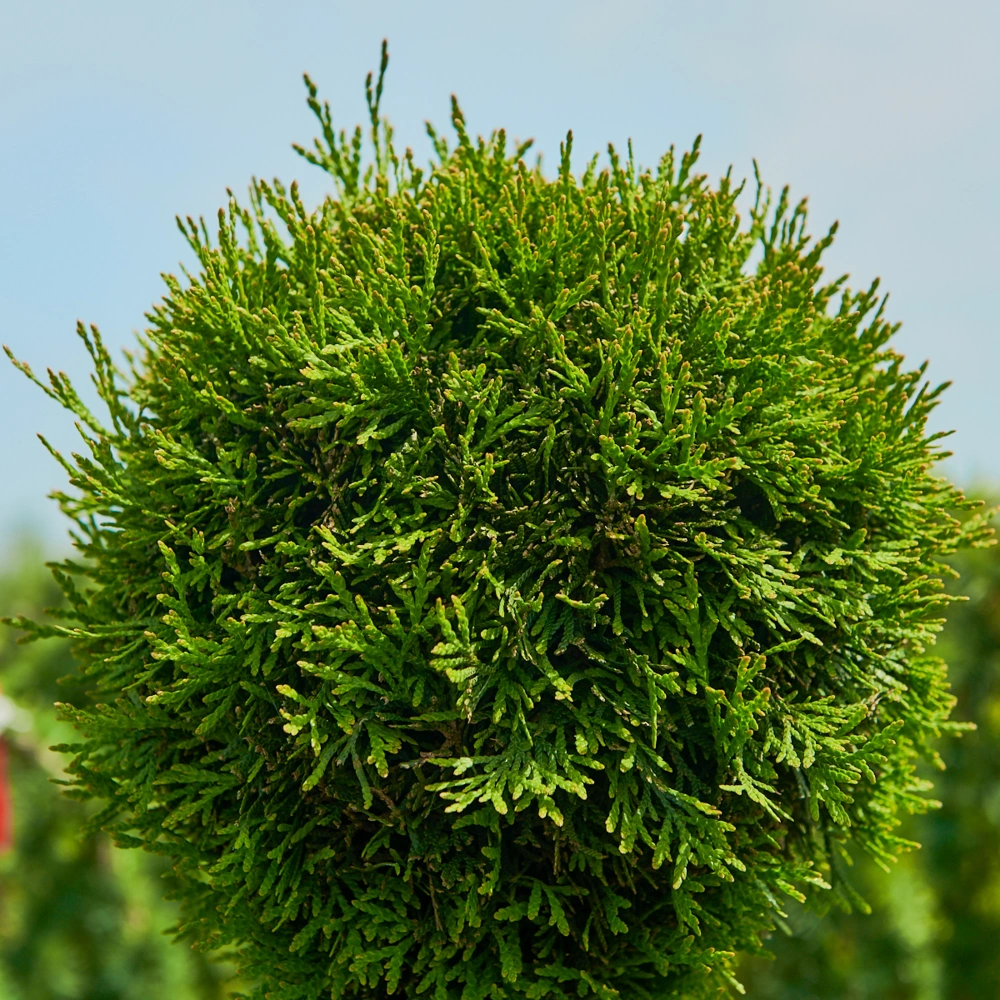 Туя западная 'Smaragd' (форма грин-арт), H125-150