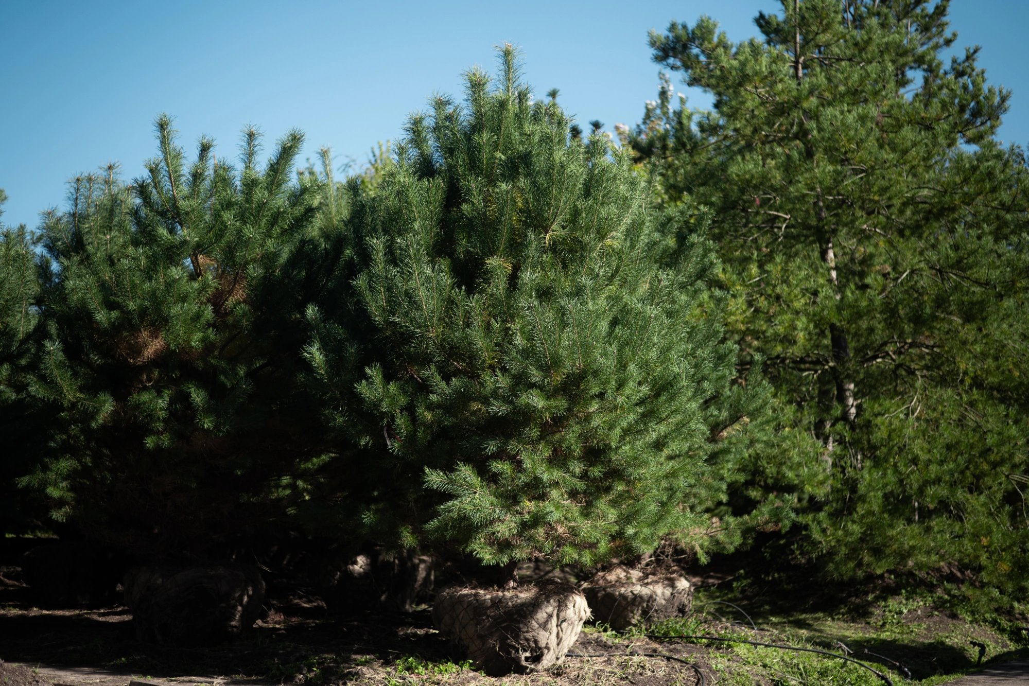 Сосна обыкновенная, H300-400