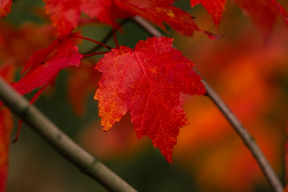 Клен красный, mst H300-350