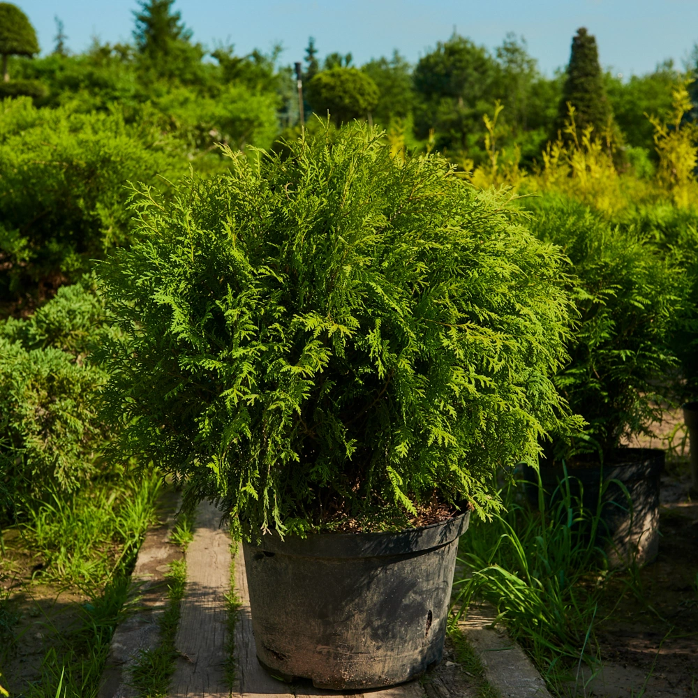 Туя западная 'Woodwardii', H60-80