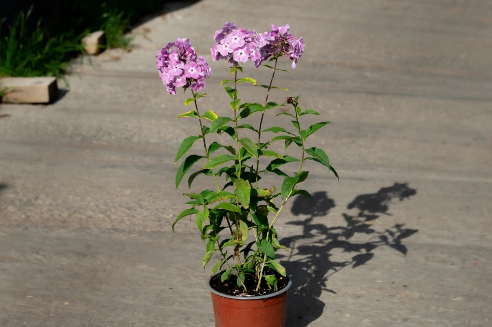 Флокс метельчатый 'Selena' (т.розовая),