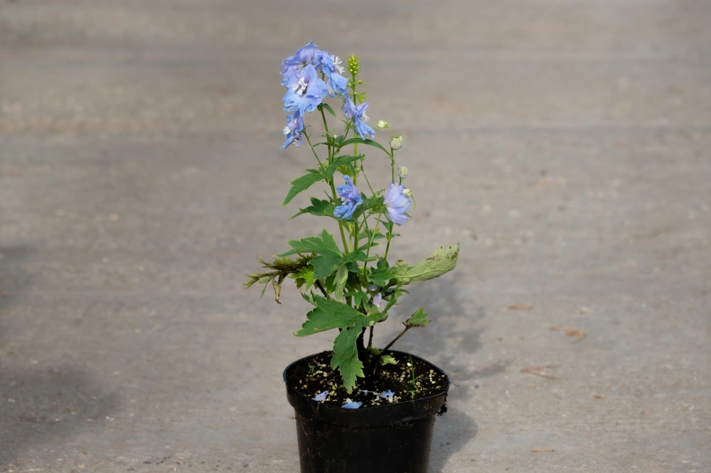 Дельфиниум культурный 'Excalibur Lilac Rose White Bee' (розовый),