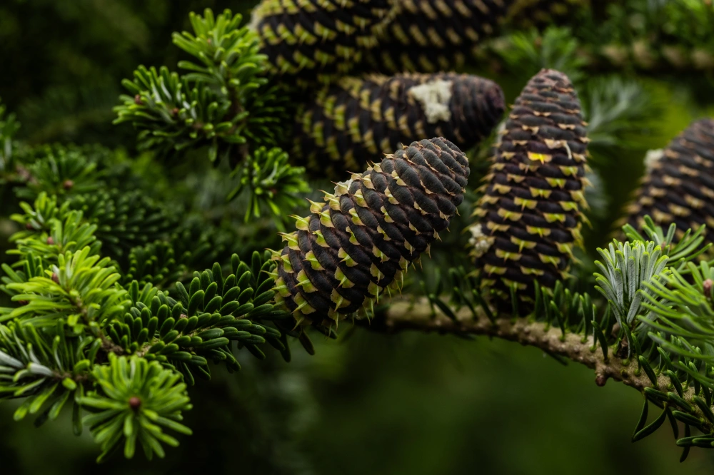 Пихта корейская, H200-225