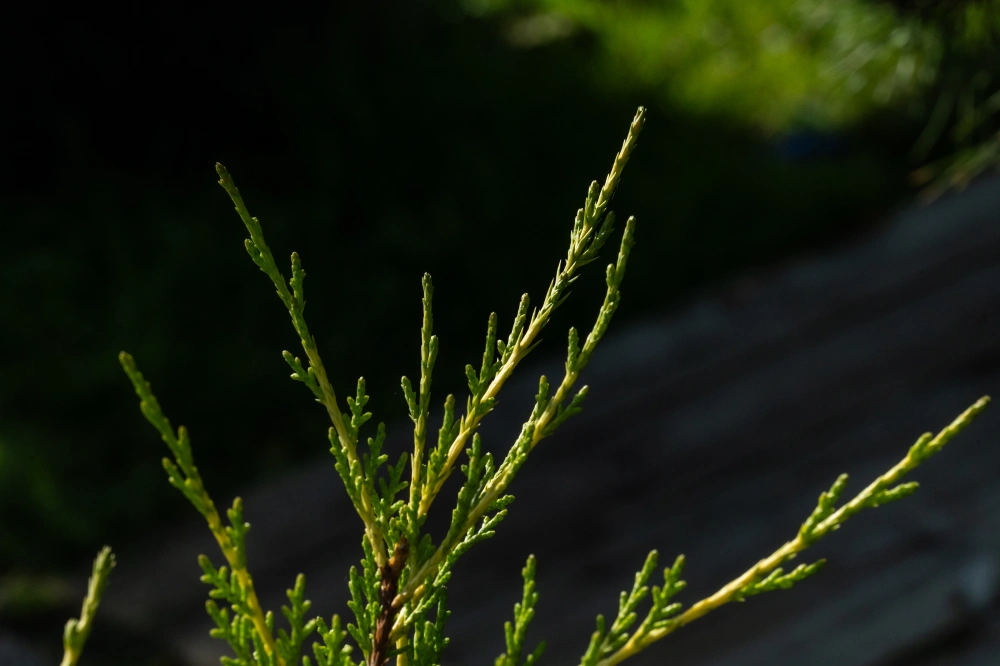 Можжевельник китайский 'Kuriwao Gold', H40-60