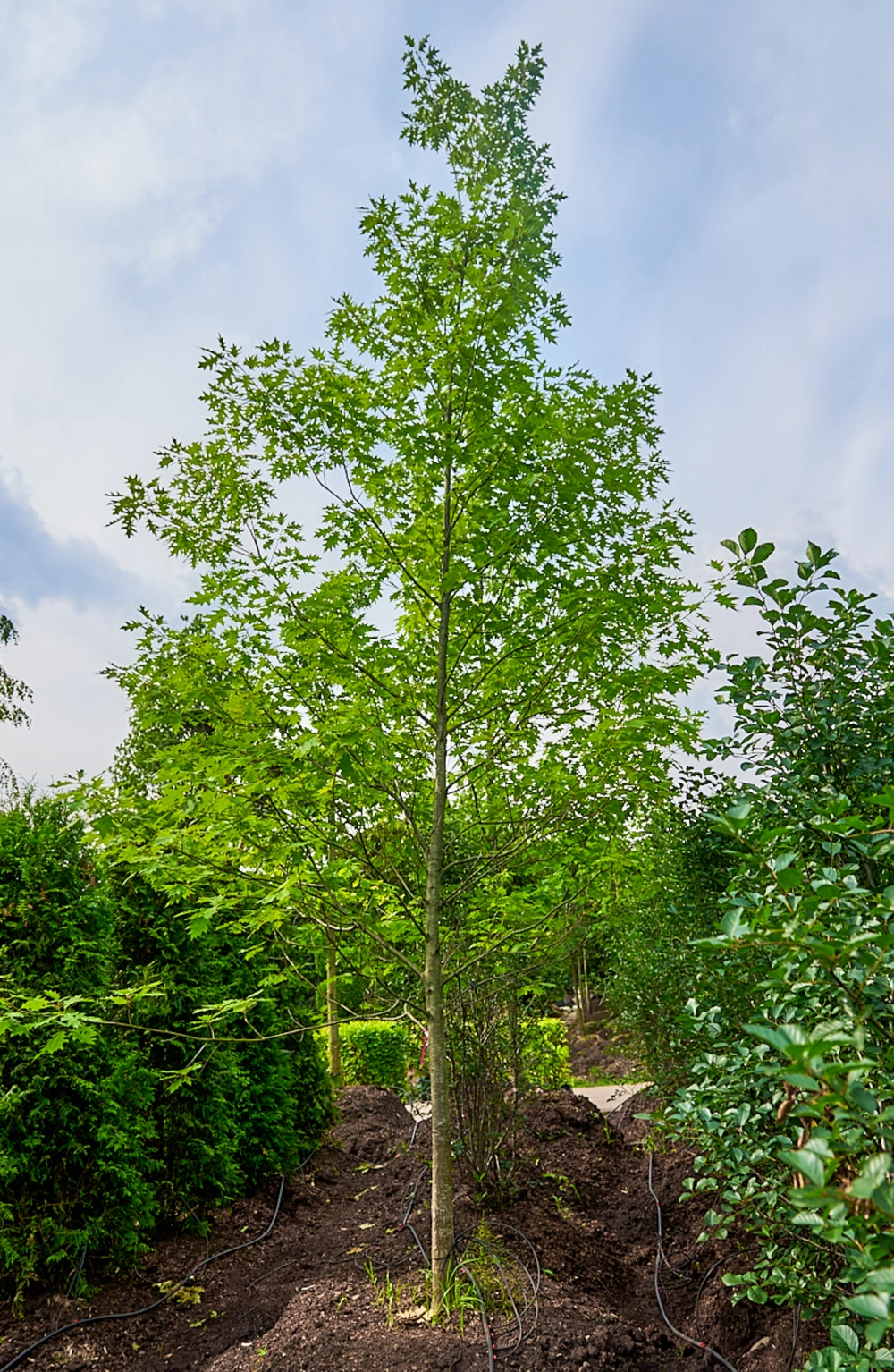 Дуб красный, H600-700