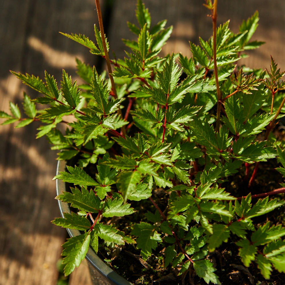 Астильба Арендса 'Bumalda' (бел с роз бл до 0,4),