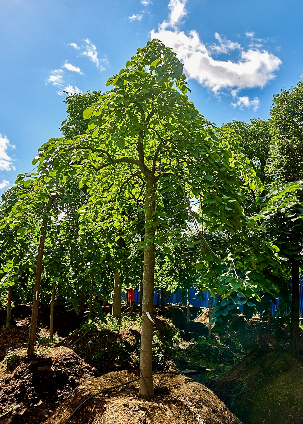 Вяз шершавый 'Pendula', stu 35-40