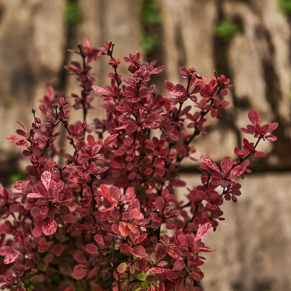 Барбарис тунберга 'Rose Rocket', H20-40