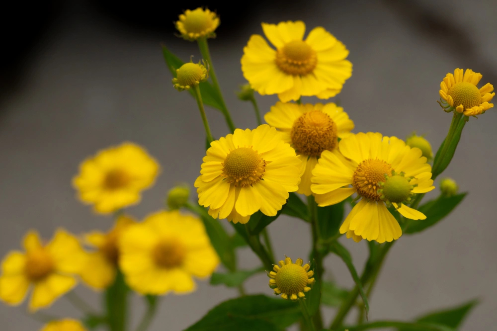 Гелениум гибридный 'Kanaria' (желтый),