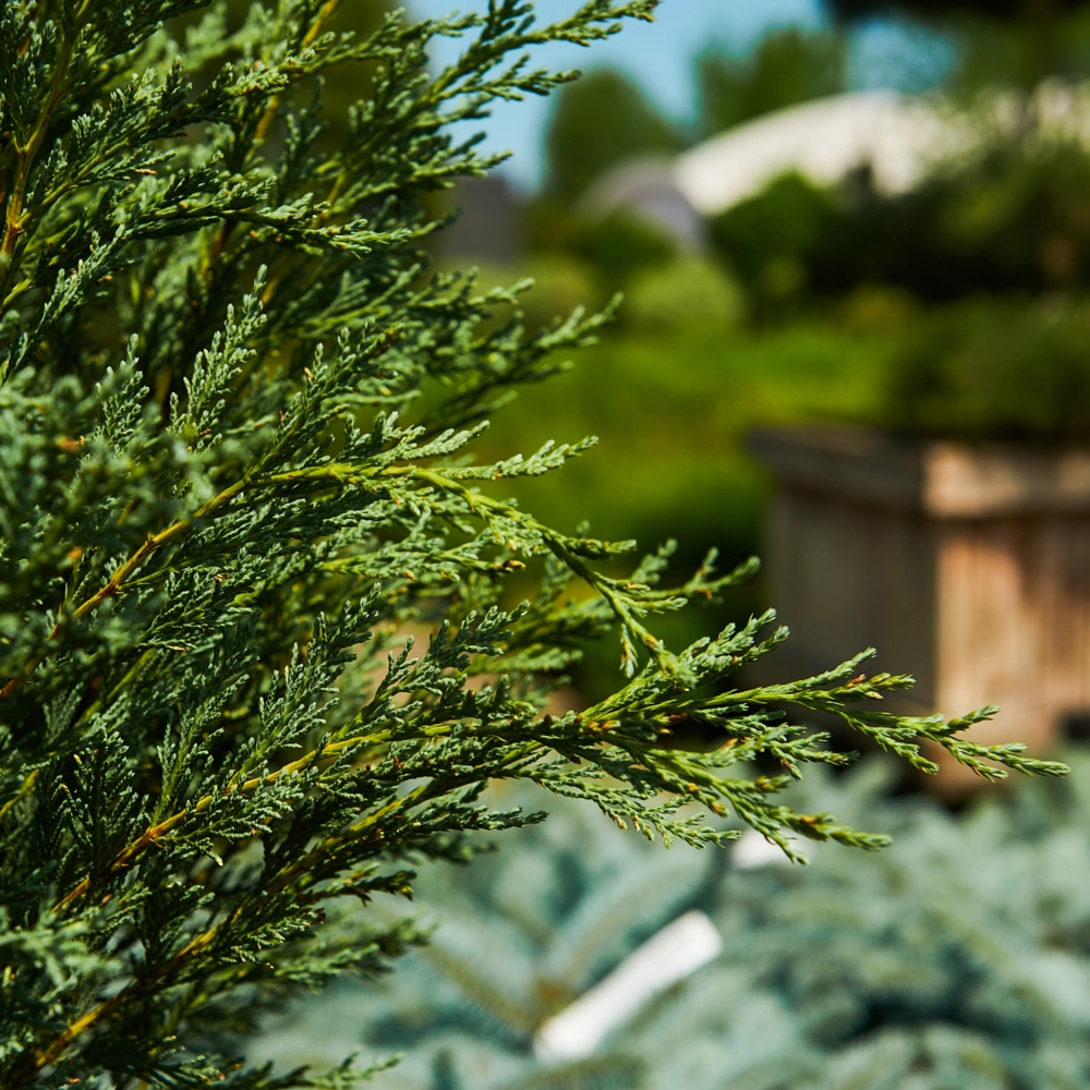 Можжевельник скальный 'Moonglow', H80-100