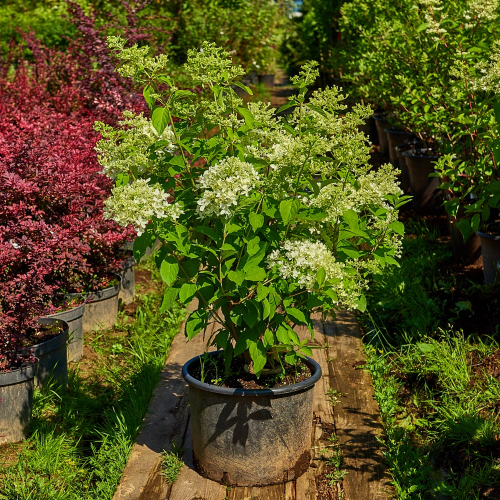 Гортензия метельчатая 'Dentelle de Gorron', H40-60