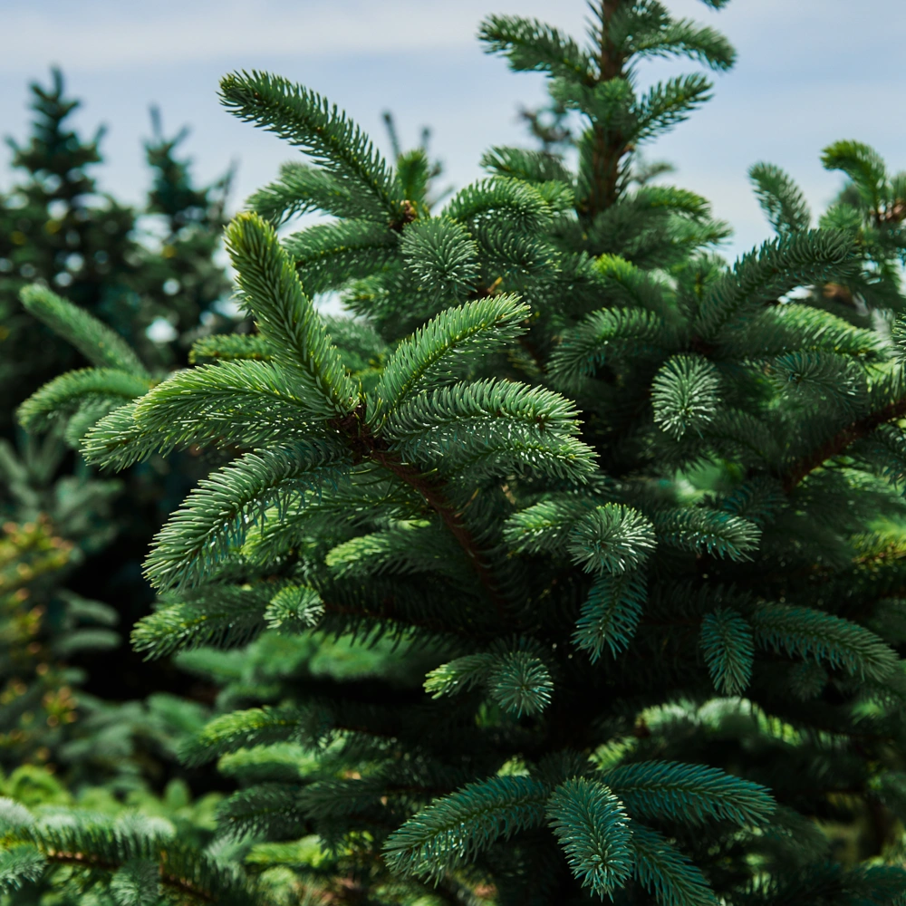 Ель колючая 'Hoopsii', H150-175