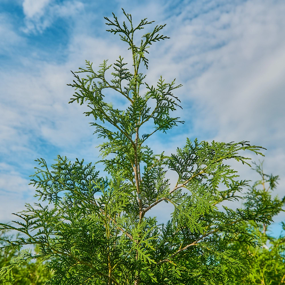 Туя западная 'Brabant', H150-175