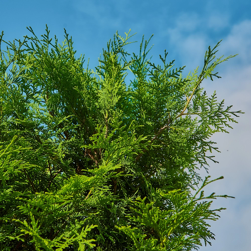 Туя западная 'Brabant', H250-275