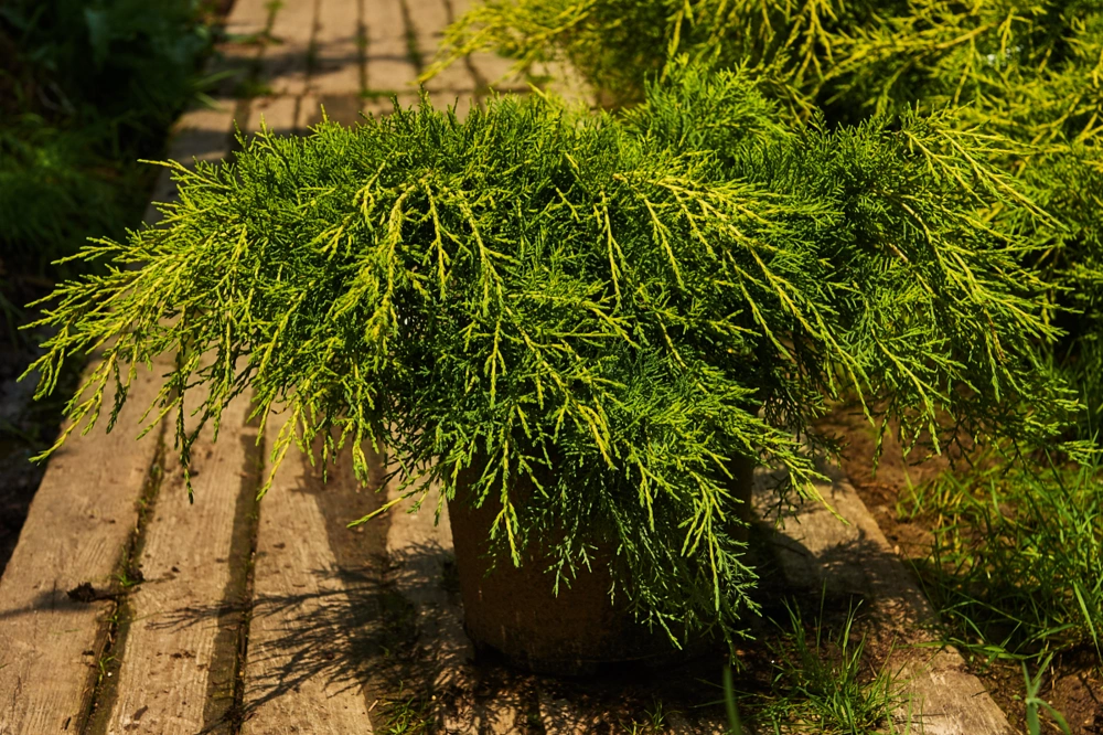 Можжевельник средний 'Pfitzeriana Aurea', H40-60