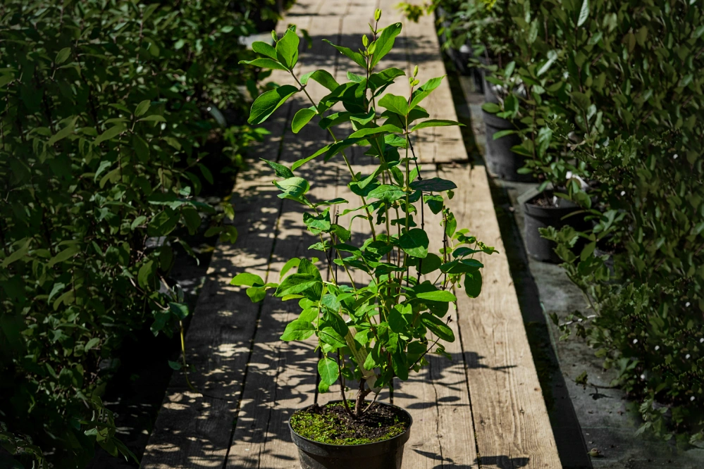 Жимолость съедобная 'Синяя птица' (средний синий), H60-80