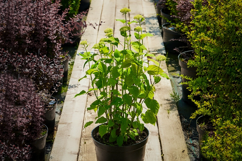 Гортензия древовидная 'Annabelle', H40-60