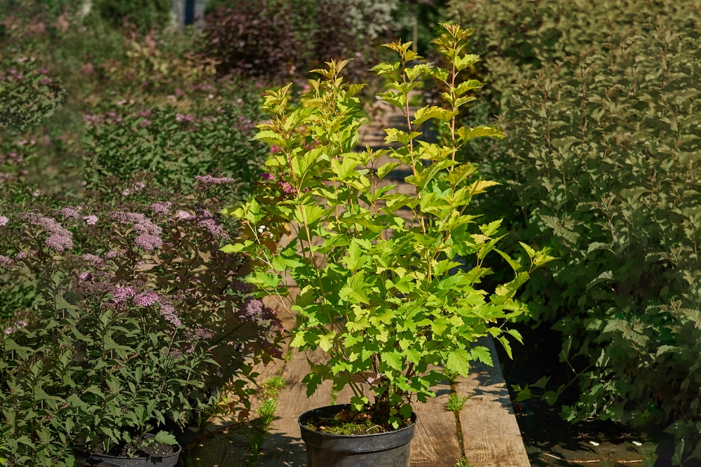 Пузыреплодник калинолистный 'Nugget', H60-80