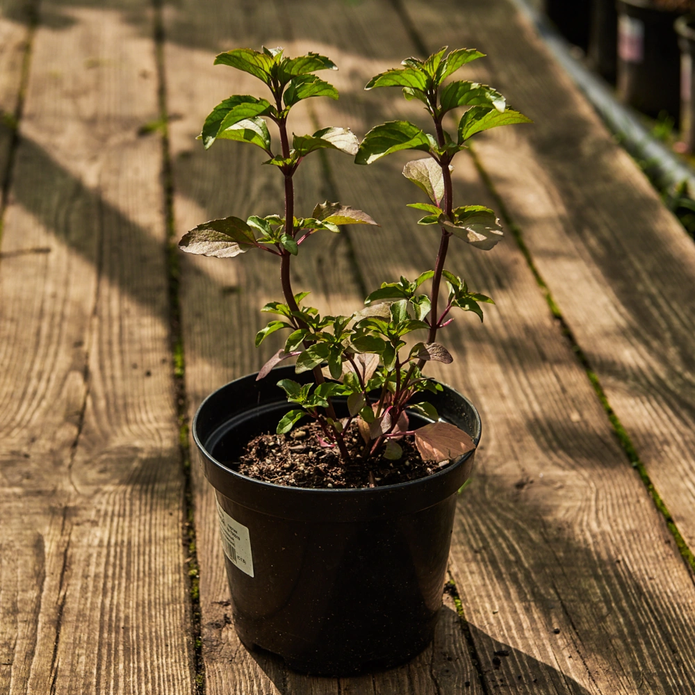 Мята перечная (лимонная)