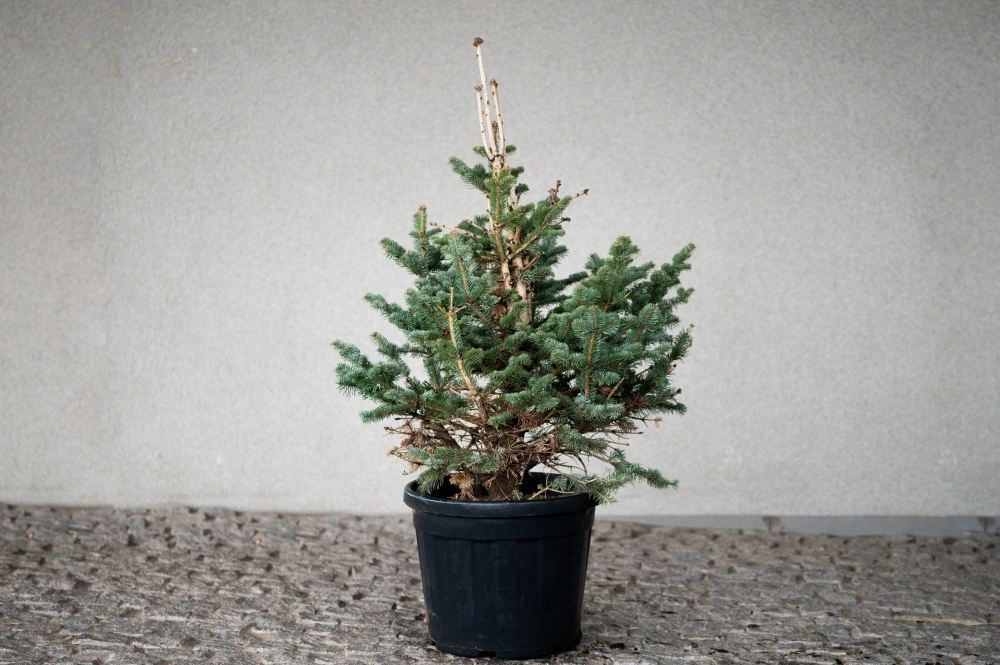 Пихта субальпийская 'Compacta', H60-80