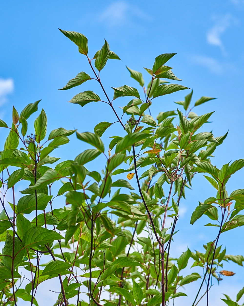 Дерен белый 'Kesselringii', H175-200