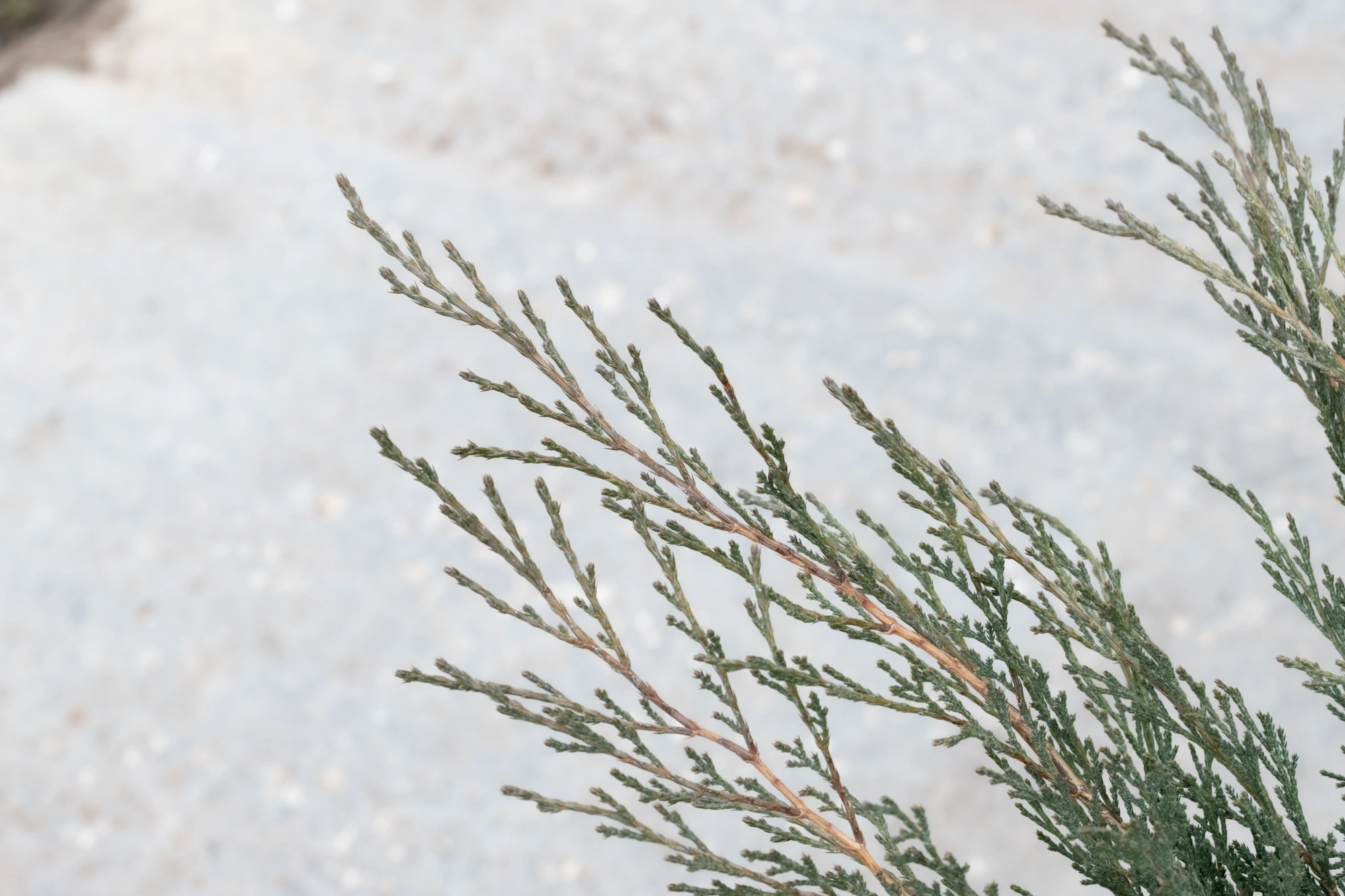 Можжевельник казацкий 'Glauca', H40-60