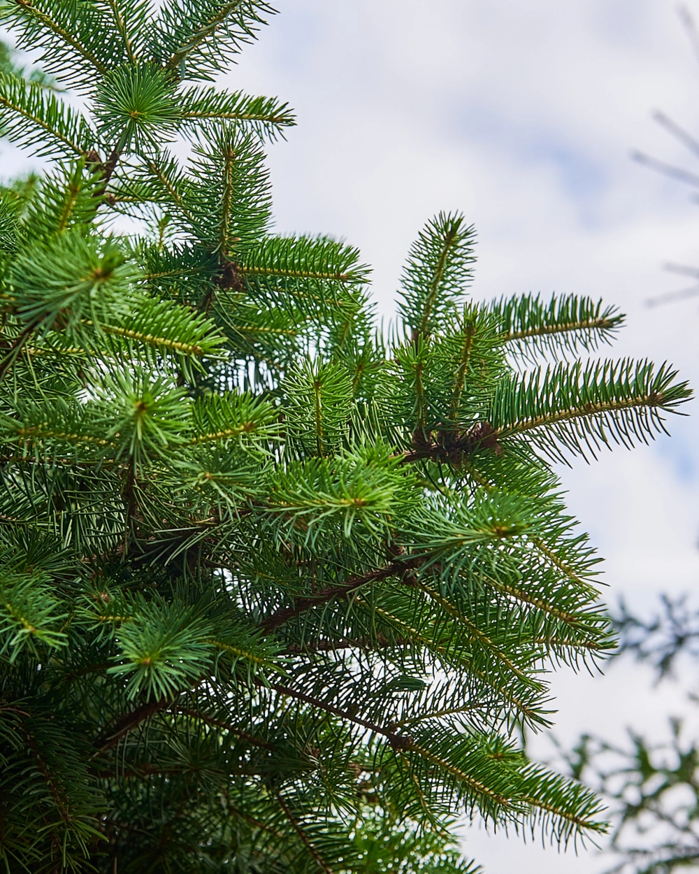 Ель колючая 'Glauca', H420