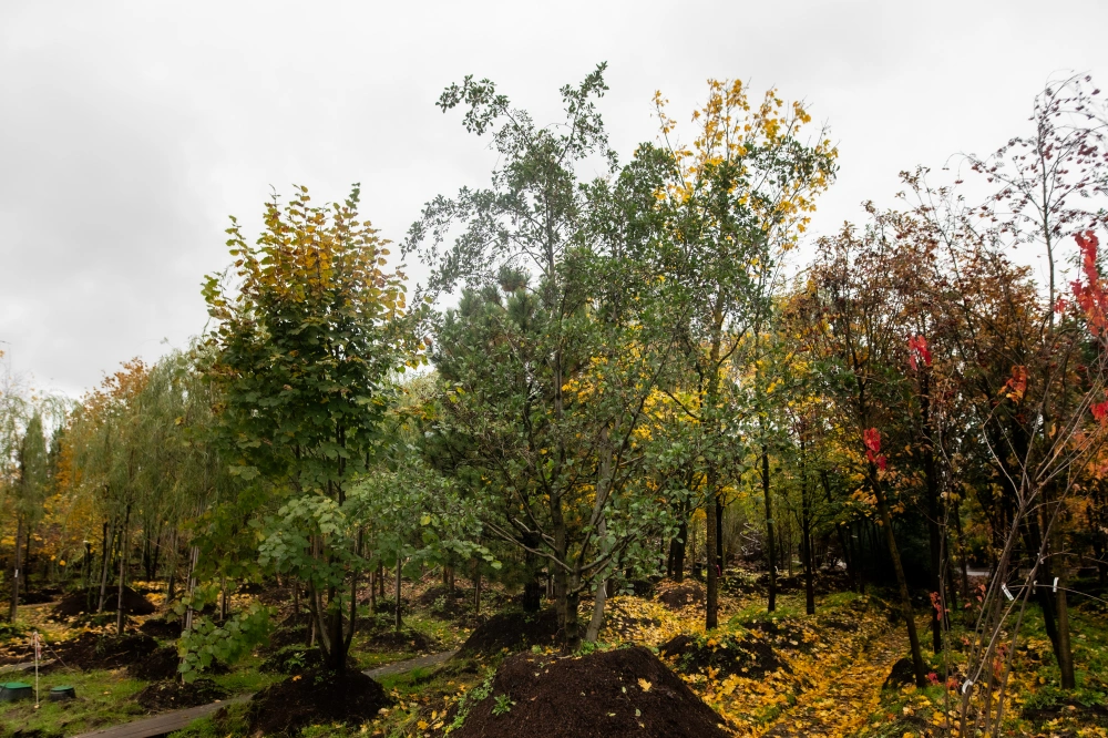 Ольха черная, mst H500-600