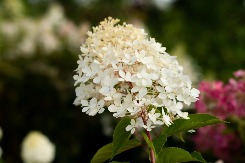 Гортензия метельчатая 'Grandiflora', H100-125