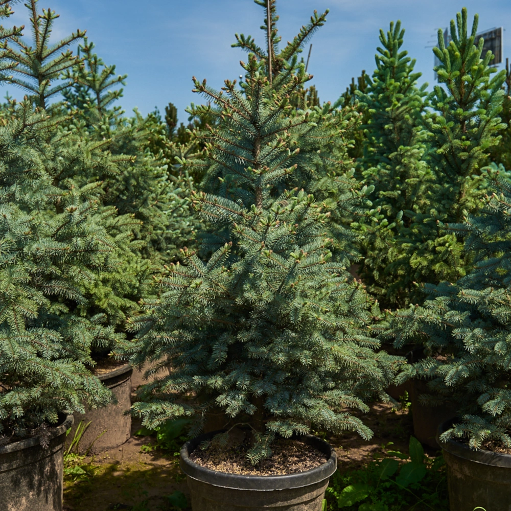 Ель колючая 'Edith', H80-100
