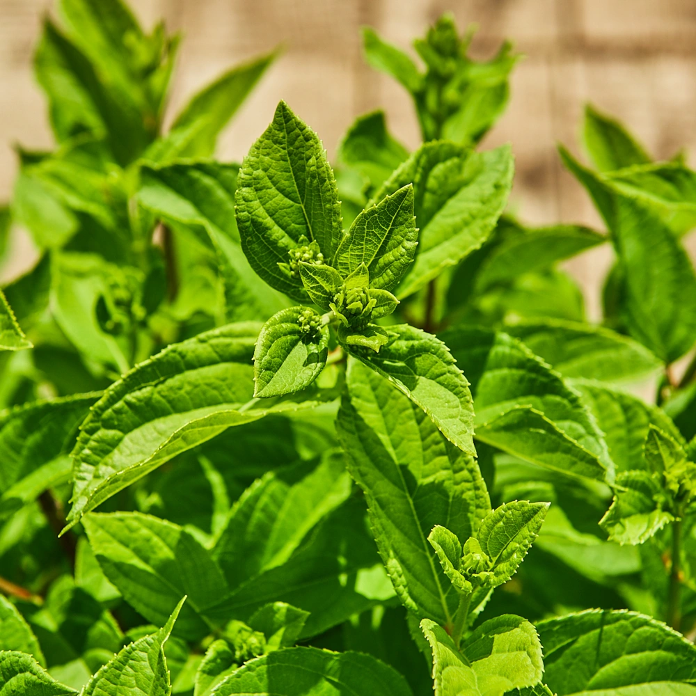 Гортензия метельчатая 'Summer Snow', H20-40