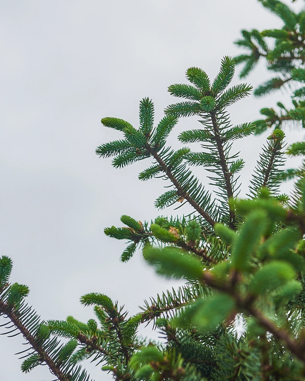 Ель колючая 'Glauca', H350-400