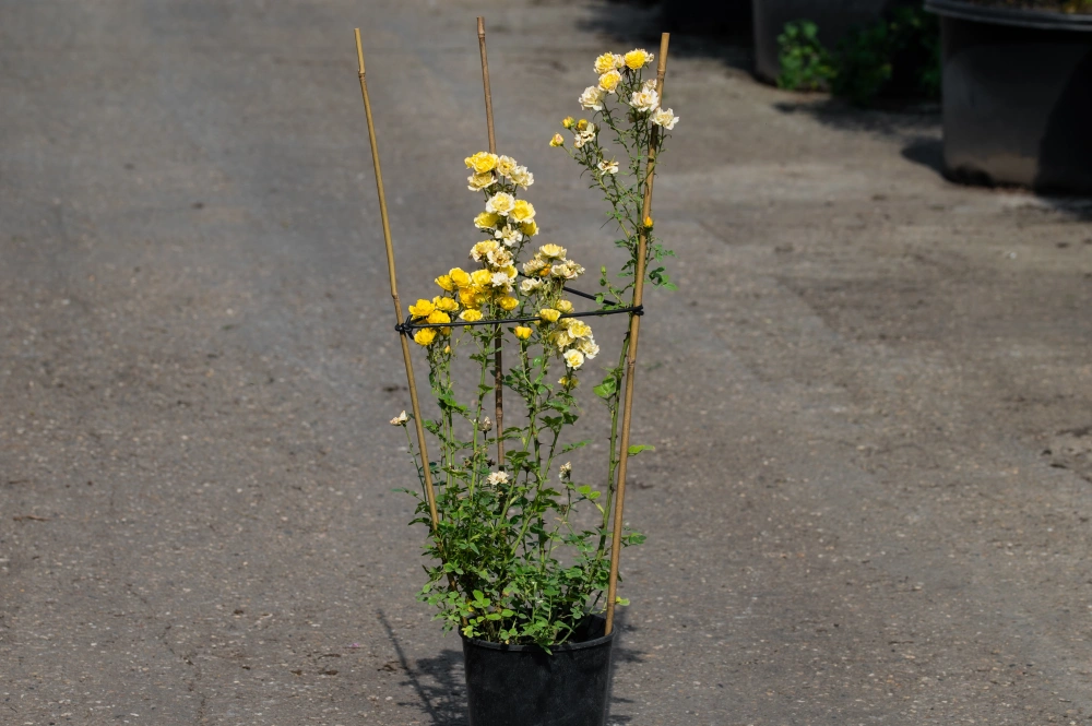 Роза почвопокровная 'Yellow Fairy' (желтая),