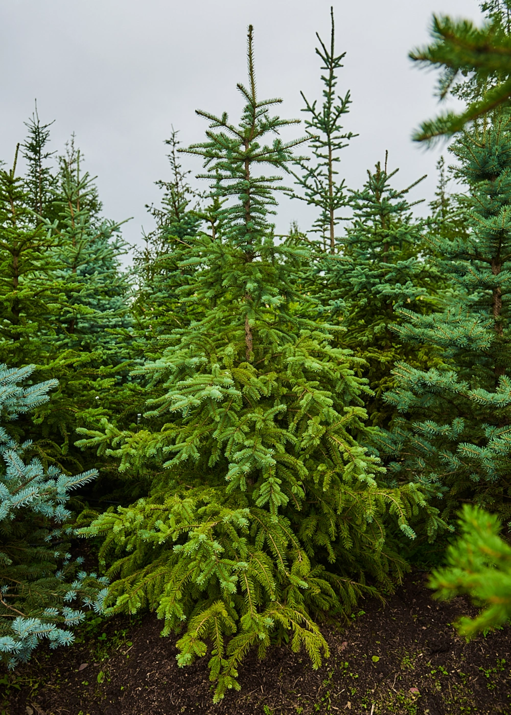 Ель колючая 'Glauca', H175-200