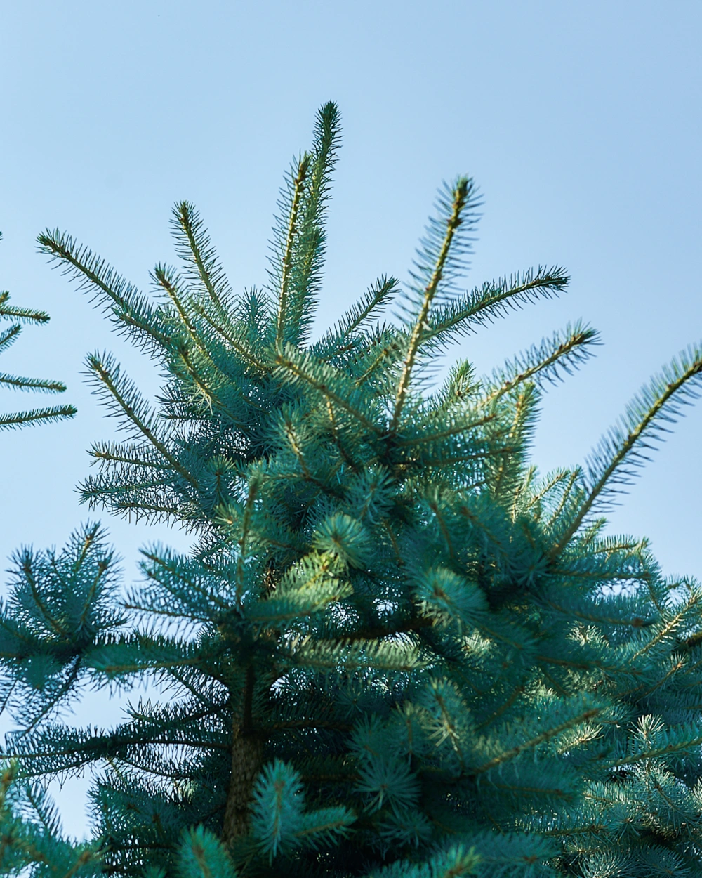 Ель колючая 'Blue Diamond', H250-300