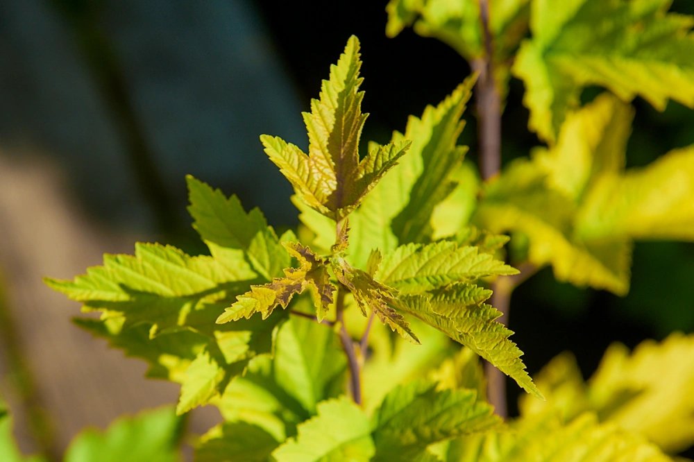Пузыреплодник калинолистный 'Nugget', H60-80