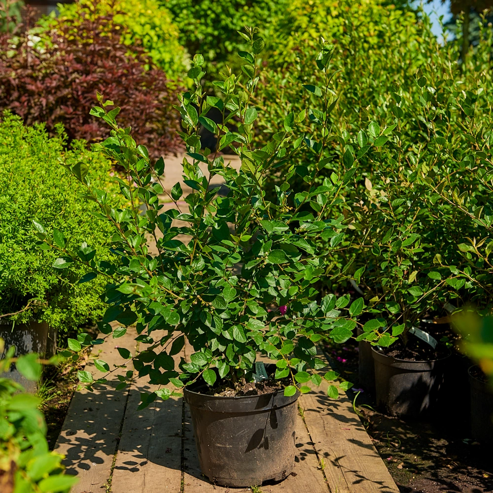 Кизильник блестящий, H40-60