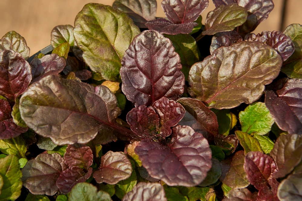 Живучка ползучая 'Mahagoni',