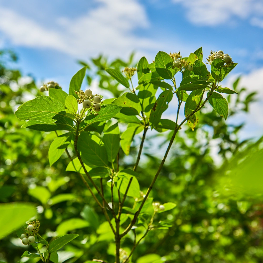 Дерен отпрысковый 'Flaviramea', H150-175