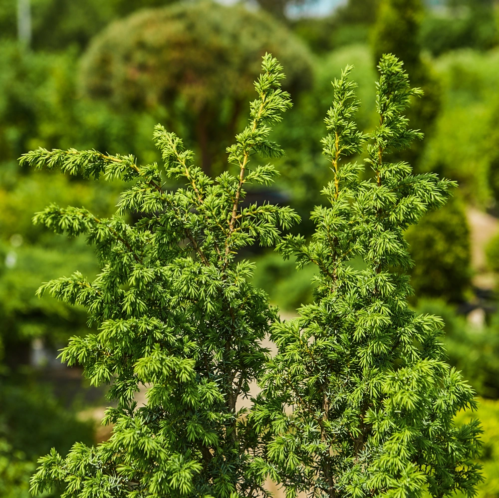 Можжевельник обыкновенный 'Meyer', H60-80