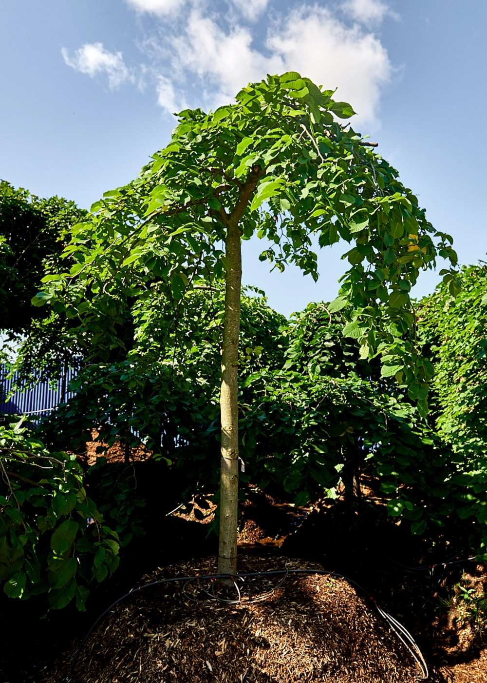 Вяз шершавый 'Pendula', stu 30-35
