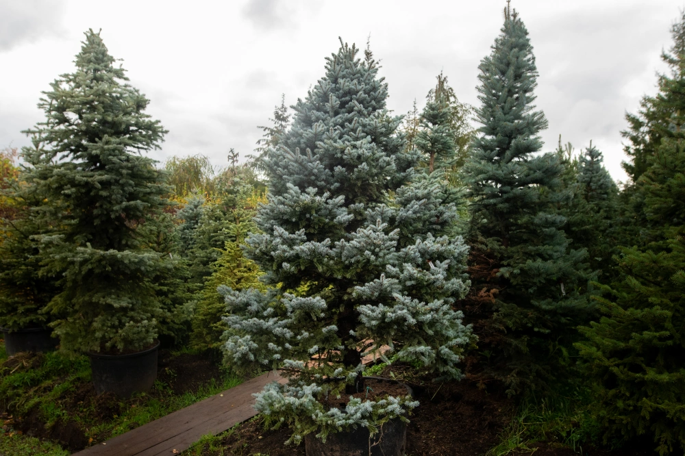 Ель колючая 'Glauca Globosa', H200-250