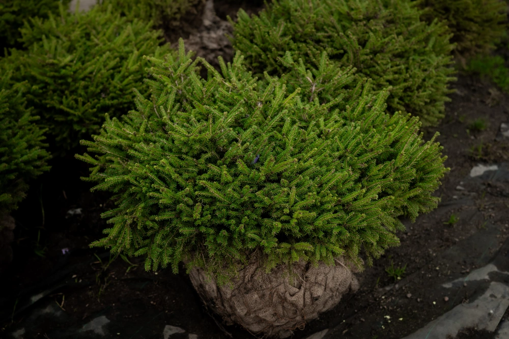 Ель обыкновенная 'Nidiformis', H80-100