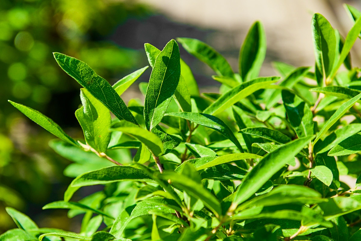 Жимолость съедобная 'Нимфа' (среднеранний крупный голубовато-синий с восковым налетом), H40-60