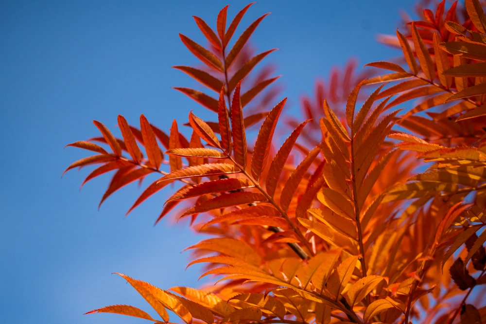 Рябина обыкновенная 'Dodong', stu 14-16