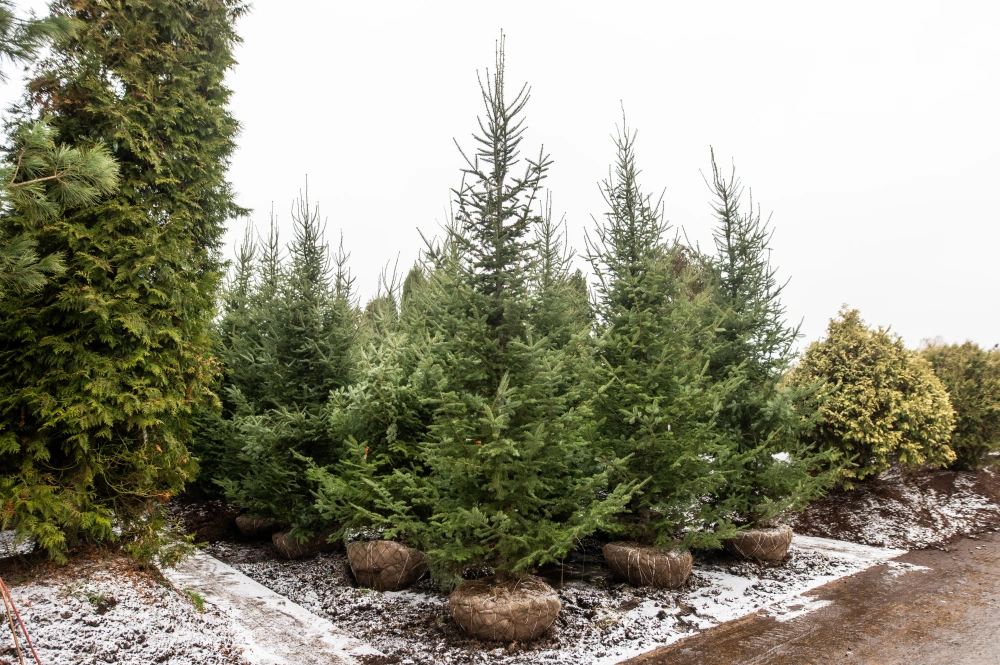 Пихта Фразера, H400-500