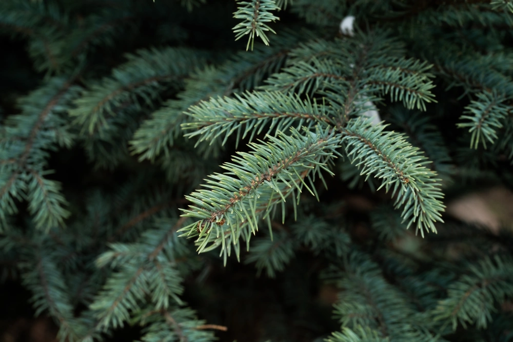 Ель колючая 'Glauca', H400-500