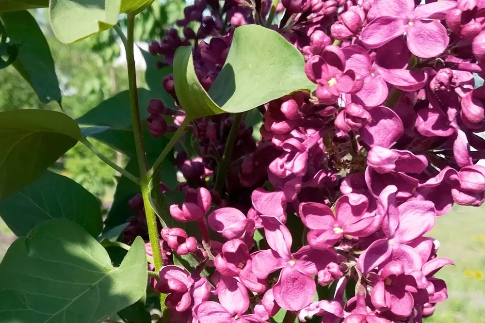 Сирень обыкновенная 'Krasnaya Moskva' (густо-пурпур немахр), H40-60