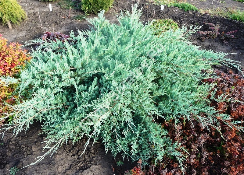 Можжевельник виргинский 'Grey Owl', H40-60